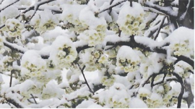 Kirschblütenschnee.jpg