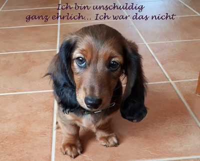 Felix_Unschuldig_Klein.jpg