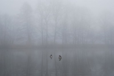 Nebel.jpg